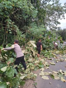 Bersama warga, Polisi evakuasi pohon tumbang di Jalinsum