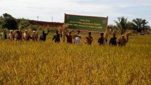 KOMCAD dampingi DANRAMIL 423-05 Kerkap Hadiri Panen Raya Padi