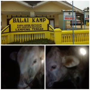 Sapi milik janda di Lamteng Raib, setelah digerebek oleh aparat kampung Varia Agung Mataram dengan dugaan berzina.