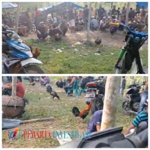Judi Sabung Ayam Masih Ramai Lancar Di Way Kanan, APH Diharap Bertindak Tegas