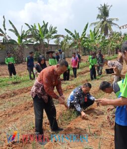 Suksesnya Kegiatan Panen Bawang Merah Desa Abung Jayo oleh Gapoktan Sumber Rejeki Kecamatan Abung Selatan
