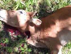 Ketua DPD APPI Angkat Bicara, Atensi untuk Aparat Penegak Hukum Terkait Pencurian Ternak di Kabupaten Kaur