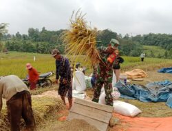 Babinsa Koramil Banjit, Serda Sutikno Bantu Warga Binaan Panen Padi Disawah