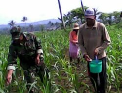Babinsa Labuhan Jaya Terjun Langsung Bantu Petani Dalam Pemupukan Jagung
