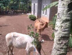 Setelah Adanya Indikasi Penyimpangan Mantan Kades Pekurun Barat, Kembalikan 2 Ekor Sapi,Di Duga Hasil Penyimpangan Dana Desa