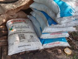 Petani Desa Pekualan Tercekik Harga Pupuk Bersubsidi yang Melambung