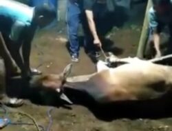 Ketahahanan Pangan Desa Balayan Di Anggap Dana Pribadi Oleh kades