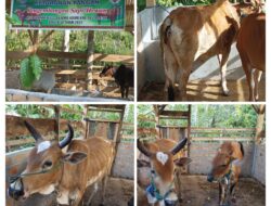 Sepuluh Ekor Sapi Di Berikan Kepada Kelompok Sebagai Bentuk Realisasi Dana Ketahanan Pangan Desa Suka Maju Kecamatan Banding Agung