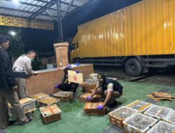 Ungkap Kasus Pengangkutan 444 ekor burung Tanpa Dokumen Sah, diamankan Polres Lampung Selatan.