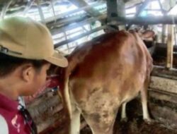 Pemkab Way Kanan Optimalkan Inseminasi Buatan Sapi Ternak