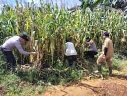 Kapolsek Meliau Tinjau Perawatan Tanaman Jagung Program Ketahanan Pangan di Desa Sungai Mayam
