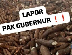 Pabrik Singkong Di Way Kanan Tabrak Harga Batas Gubernur