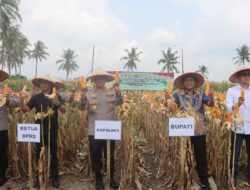 Polres Lampung Selatan Gelar Panen Raya Jagung, Dipimpin Langsung Kapolres Toni Kasmiri