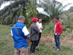 Ditumbangkan Sepihak Oleh Alat Berat Perusahaan, Warga Bernama Inang tuntut Ganti Rugi Sawit