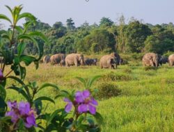 TN Way Kambas Perkuat Strategi Terpadu Tekan Konflik Gajah dan Manusia