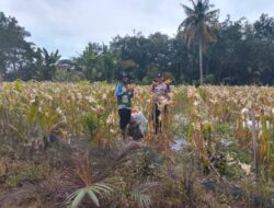 Dukung Ketahanan Pangan, Bhabinkamtibmas Dampingi Panen Jagung Bersama Petani di Tanjung Dalom