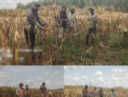 Swasembada Pangan di Negara Batin, Polisi dan Warga Panen Jagung Serentak Kuartal I