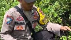 Bhabinkamtibmas Lepasliarkan Kucing Hutan Usai masuk ke Pemukiman Warga di Banjit