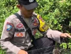 Bhabinkamtibmas Lepasliarkan Kucing Hutan Usai masuk ke Pemukiman Warga di Banjit