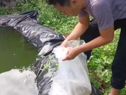 Dukung Ketahanan Pangan, Polsek Kasui Sebar Ratusan Benih Ikan Nila