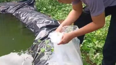 Dukung Ketahanan Pangan, Polsek Kasui Sebar Ratusan Benih Ikan Nila
