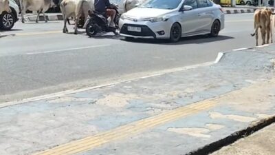 Warga Indralaya Muntahkan Kekecewaan kepada Kasatpol PP Ogan Ilir Rosita: Sapi Liar Masih Berkuasa di Jalan Raya, Satpol PP Diduga Malas Gerak