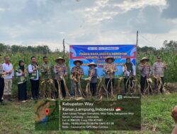 Kapolres Hadiri Panen Raya Jagung di Way Tuba, Dukung Ketahanan Pangan Nasional