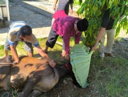 ‎Universitas Muhammadiyah Kotabumi Sembelih Qurban Idul Adha 2026, Untuk masyarakat