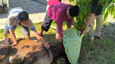 ‎Universitas Muhammadiyah Kotabumi Sembelih Qurban Idul Adha 2026, Untuk masyarakat