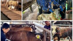 Permintaan Kurban Meningkat, Penjualan Sapi Lampung Naik 40 Persen dan Domba 121 Persen