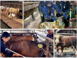 Permintaan Kurban Meningkat, Penjualan Sapi Lampung Naik 40 Persen dan Domba 121 Persen