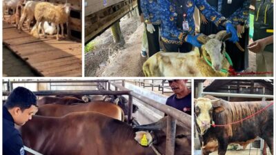 Permintaan Kurban Meningkat, Penjualan Sapi Lampung Naik 40 Persen dan Domba 121 Persen
