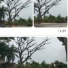 Pohon Lapuk Lintas Medan-Banda Aceh Ancam Keselamatan Warga, Aktivis BAI Kecam Sikap Acuh Plt Kadis BPBD Aceh Timur