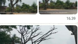 Pohon Lapuk Lintas Medan-Banda Aceh Ancam Keselamatan Warga, Aktivis BAI Kecam Sikap Acuh Plt Kadis BPBD Aceh Timur