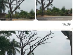 Pohon Lapuk Lintas Medan-Banda Aceh Ancam Keselamatan Warga, Aktivis BAI Kecam Sikap Acuh Plt Kadis BPBD Aceh Timur