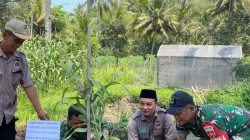 Hari Tani Nasional, DPD Tani Merdeka Magelang Gelar Sarasehan & Penanaman Cabai Jamu–Sorgum