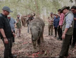 Pemprov Lampung Dorong Keseimbangan Konservasi Gajah dan Aktivitas Masyarakat
