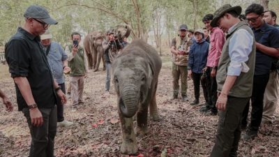 Pemprov Lampung Dorong Keseimbangan Konservasi Gajah dan Aktivitas Masyarakat