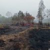 Hujan Bantu Padamkan Karhutla di Way Kambas, Pemprov Lampung Lanjutkan Pemantauan