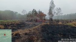 Hujan Bantu Padamkan Karhutla di Way Kambas, Pemprov Lampung Lanjutkan Pemantauan
